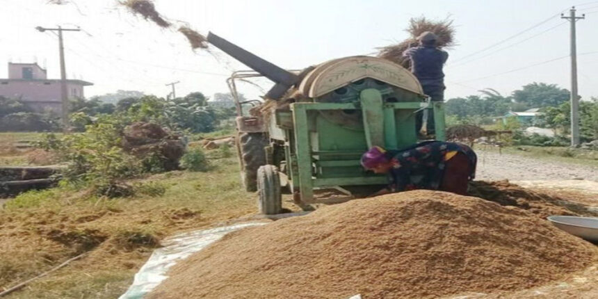 दाङमा थ्रेसरमा सल बेरिँदा एक महिला घाइते