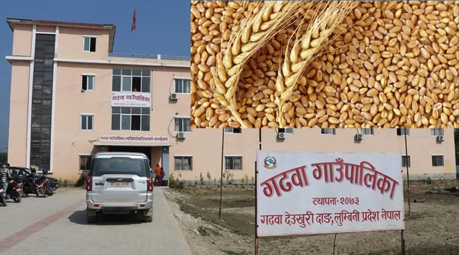 गढवाका किसानलाई ५० प्रतिशत अनुदानमा गहुँको बीउ वितरण सुरु