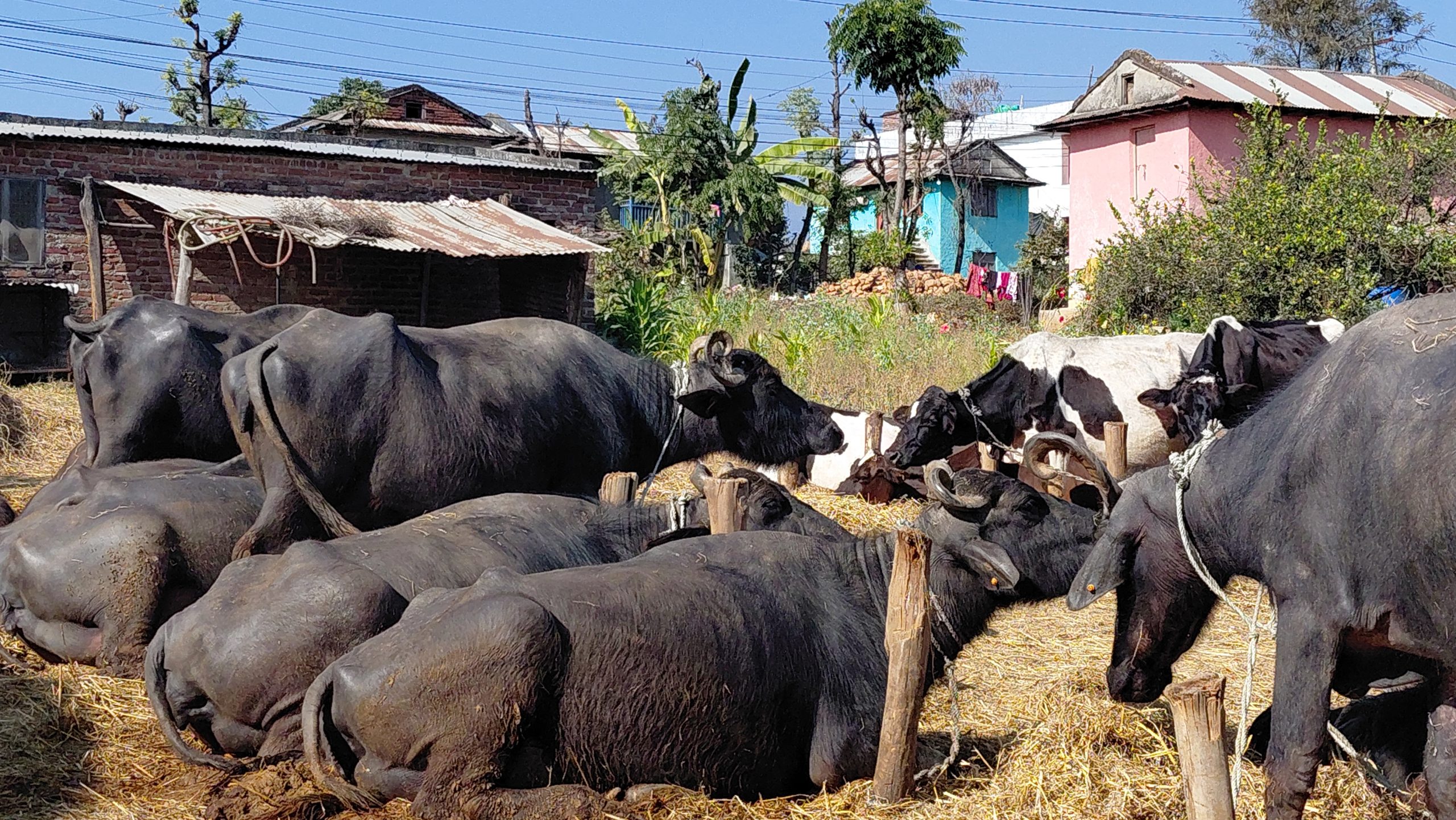 गाई र भैसी पालेर मासिक डेढलाख
