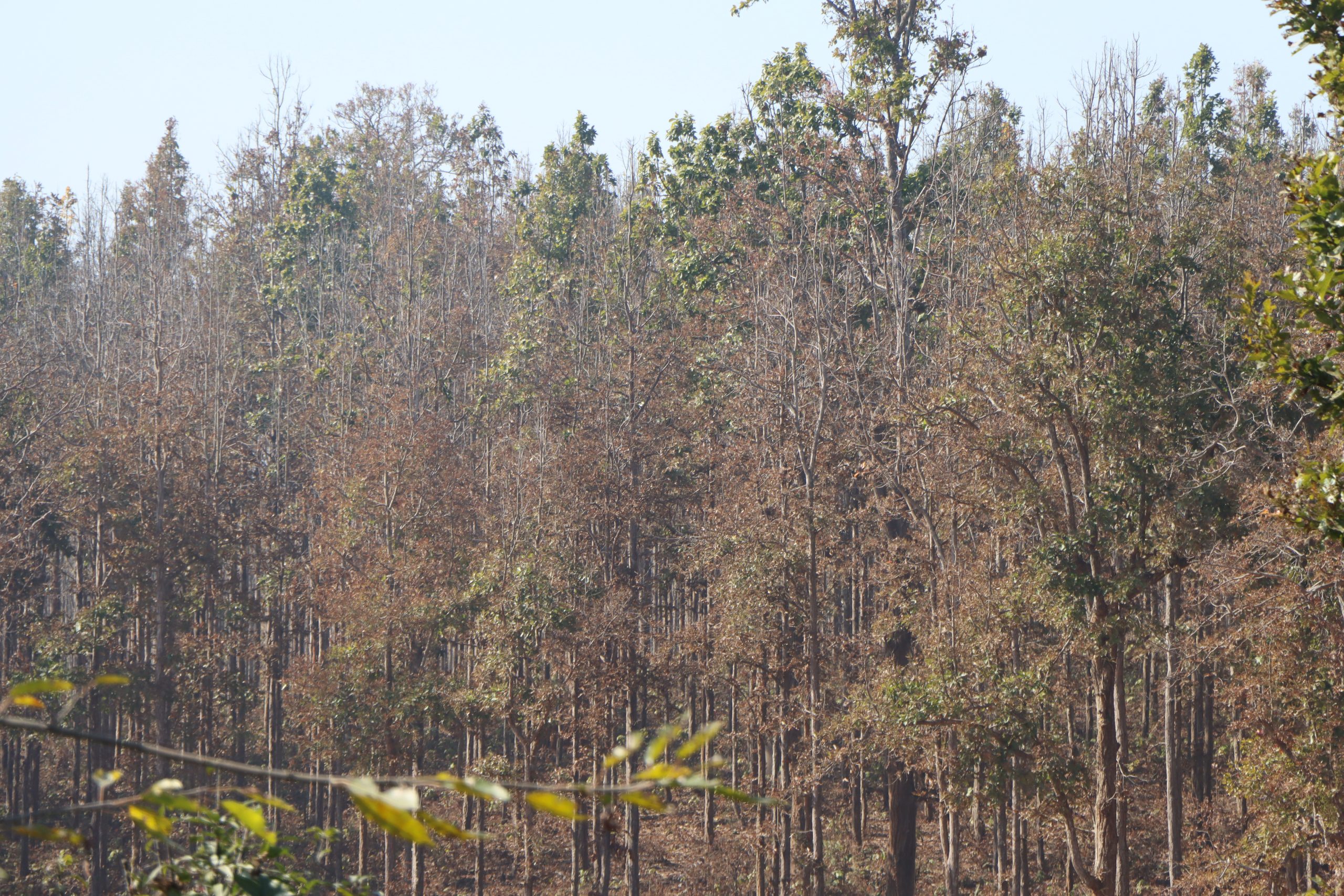 सालको रुखमा महामारीः ‘मथ’पुतलीले पात सखाप’